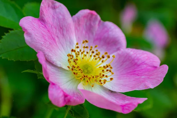 从上面的特写镜头里 是色彩艳丽的蔷薇花 花瓣粉色 雄蕊在朦胧的背景下生长在花园里 — 图库照片