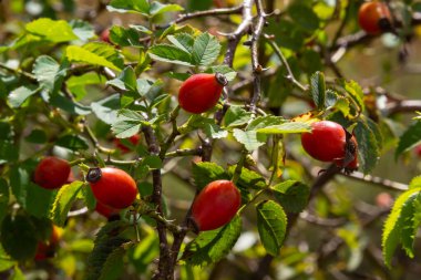 Rosa canina, gül familyasının uzun ömürlü bir bitkisidir. Güçlü dikenli dalları olan uzun bir çalıdır. Vitamin, ilaç, yiyecek, bal, manevi, tanin, boya, dekoratif bitki..