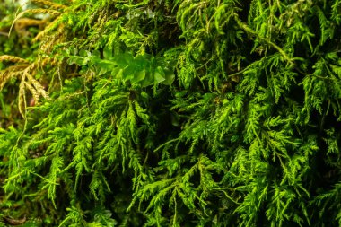 Yeşil yosun arkaplan dokusu doğada güzeldir.
