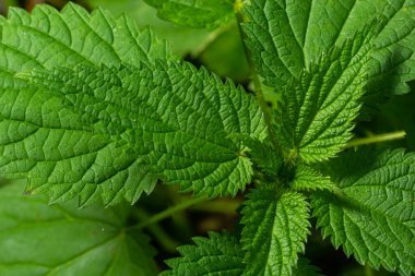 Urtica dioica ya da ısırgan otu, bahçede. Isırgan otu, kanama, idrar söktürücü, ateş düşürücü, yara iyileştirme, antiheumatik madde olarak kullanılan bir ilaç..