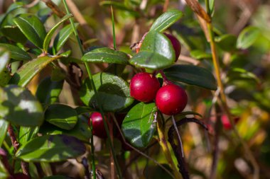 Lingonberry Fireballs - Latince adı - Vaccinium vitis-idaea Fireballs.