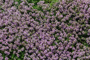 Çiçekli kokulu Thymus Serpilllum, Breckland yabani kekik, sürünen kekik, ya da elf kekik yakın çekim, makro fotoğraf. Güneşli bir günde tarlada güzel yiyecekler ve tıbbi bitkiler.