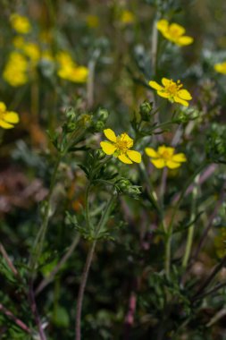 Potentilla neumanniana sarı çiçekli bir çalıdır..