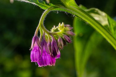 Çayırda, yabani otların arasında Comfrey Symphytum officinale çiçek açıyor..