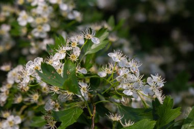 Orta kara dikenli bir dalın ya da krataegus laevigata 'nın bulanık bir arka planı olan şifalı otlar ve tıbbi bitkiler bahçesinde çekilmiş yakın plan fotoğrafı..