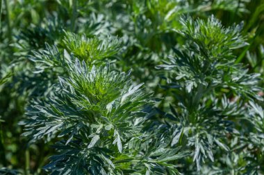 Gümüş yeşili Wormwood arka planda kalır. Artemisia Absinthium, bitkisel mutfak bahçesindeki pelin otu bitkisi, kapat, makro.