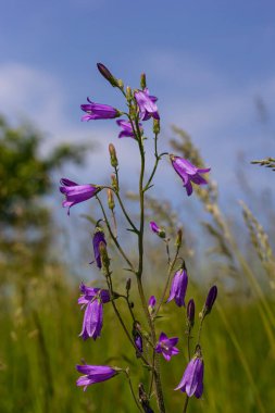 Yaz bahçesinde arka planı bulanık olan yakın plan campanula sibirica..