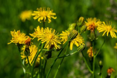 Parlak sarı Pilosella caespitosa ya da Meadow Hawkweed çiçeği, yaklaşın. Hiyeracium pratense Tausch ya da Sarı Kral Şeytan uzun boylu, çiçek açan, yabani bitki, terk edilmiş otlaklarda ya da yol kenarlarında yetişir..