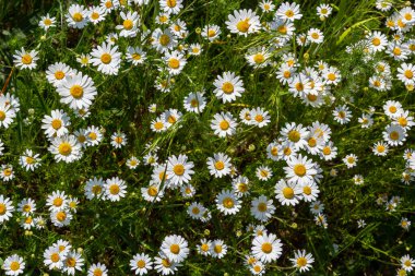 Çayırda yetişen papatya çiçekleri, beyaz papatyalar. Oxeye papatya, Leucanthemum vulgare, Papatya, Dox-eye, Common papatya, Dog papatya, Bahçe konsepti.