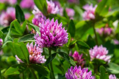 Trifolium pratense, kırmızı yonca. Yazın çayırdaki değerli çiçekleri toplayın. Şifalı ve bal taşıyan bitki, yem ve halk tıbbında tıbbi olarak yontulmuş yabani otlar..