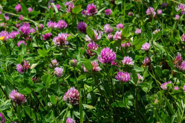 Trifolium pratense, kırmızı yonca. Yazın çayırdaki değerli çiçekleri toplayın. Şifalı ve bal taşıyan bitki, yem ve halk tıbbında tıbbi olarak yontulmuş yabani otlar..