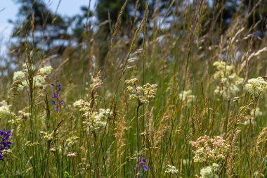 Flowering spring meadow. Filipendula vulgaris, commonly known as dropwort or fern-leaf dropwort. Place for text, blurred background.