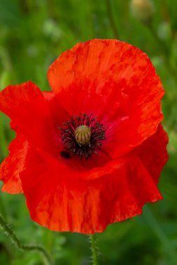 Papaver rhoeas veya yaygın gelincik, Papaveraceae familyasından kırmızı yapraklı yıllık otçul bitkidir..