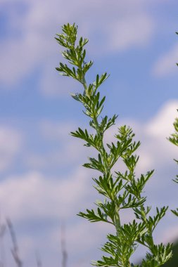 Gümüş yeşili Wormwood arka planda kalır. Artemisia Absinthium, bitkisel mutfak bahçesindeki pelin otu bitkisi, kapat, makro.