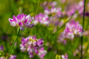 Securigera varia ya da Coronilla varia, Crownvetch ya da mor taç vetch olarak bilinir..