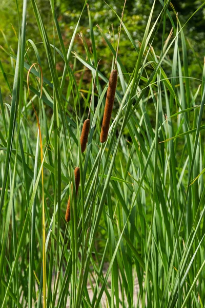 Typha Angustifolia Nahaufnahme Von Rohrkolben Wasserpflanze — Stockfoto