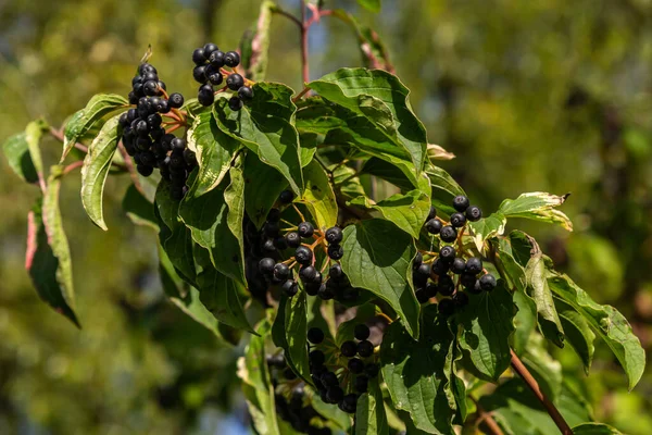 stock image Cornus sanguinea is a perennial plant of the sod family. A tall shrub with small flowers and black inedible berries. Turf-well is grown as an ornamental plant.