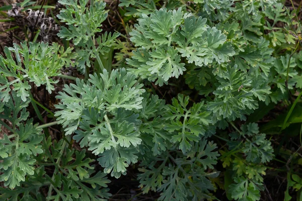 Artemisia Absinthium Trvalá Rostlina Rodu Astrovců Léčivé Přípravky Potraviny Fytoncid — Stock fotografie