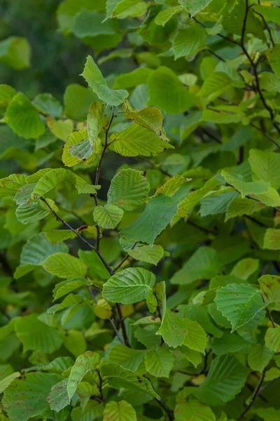Common Hazel Lombardii New Leaves Latin Name Corylus Avellana Lombardii — Fotografia de Stock