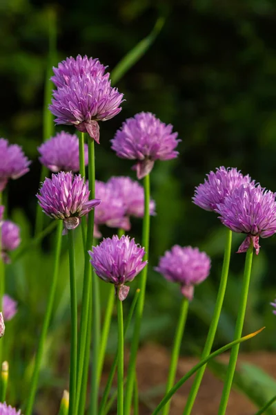 Nahaufnahme Von Auftauchenden Lila Knospen Und Blüten Essbaren Schnittlauchpflanzen Allium — Stockfoto