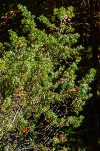 Juniperus Communis Enbär Art Barrträd Familjen Cupressaceae Grenar Gemensamma Enbär — Stockfoto