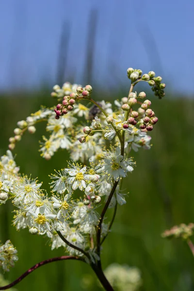 Flowering Spring Meadow Filipendula Vulgaris Commonly Known Dropwort Fern Leaf — Stock fotografie