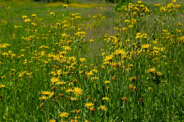 Jasnożółty Pilosella Caespitosa Lub Kwiat Łąki Hawkweed Zbliżenie Hieracium Pratense — Zdjęcie stockowe