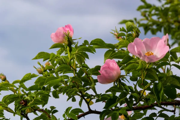 stock image From above closeup of colorful Rosa canina flower with pink petals and stamens growing in garden on blurred background.