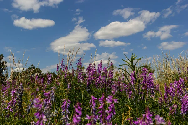 stock image Vetch, vicia cracca valuable honey plant, fodder, and medicinal plant. Fragile purple flowers background. Woolly or Fodder Vetch blossom in spring garden.