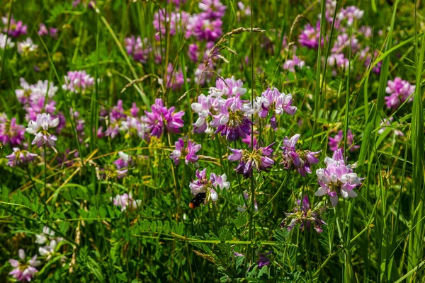 Securigera Varia Coronilla Varia Commonly Known Crownvetch Purple Crown Vetch — Stock fotografie
