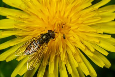 Marmelat Hoverfly Episyrphus balteatus ayırt edici turuncu siyah desen, sarı çiçek üzerinde dinleniyor, yeşil arkaplan.