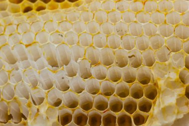 Bal peteği arıları ahşap bir çerçeveye yakın çekimde çalışıyor. Arıcılık kavramı..