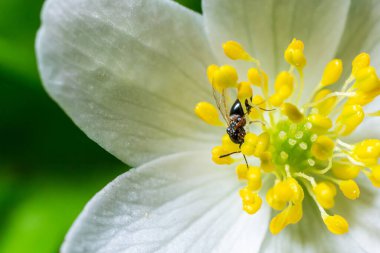 Hylaeus 'un ya da bahçede yeşil yapraklı beyaz çiçeğin üzerindeki arıların fotoğrafını çek..