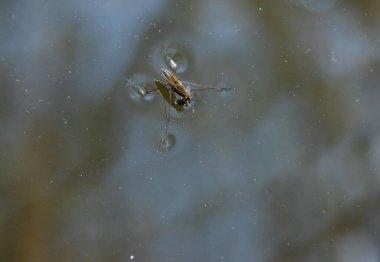 Böcek Gerris lacustris, Avrupa 'da su yüzeyinde hızlı hareket edebilme ve hidrofobik bacaklara sahip bir su yürüyüşçüsü türüdür..