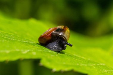 Oxychilus alliarius, yaygın olarak sarımsaklı salyangoz ya da sarımsaklı cam salyangoz olarak bilinir..