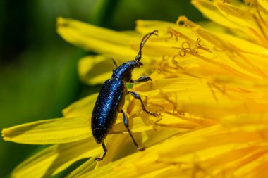 Sarı çiçekte uzun boynuzlu böcek kalidyum ihlâli..