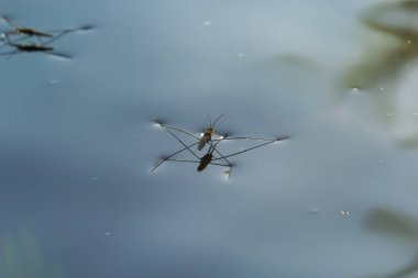 Böcek Gerris lacustris, Avrupa 'da su yüzeyinde hızlı hareket edebilme ve hidrofobik bacaklara sahip bir su yürüyüşçüsü türüdür..