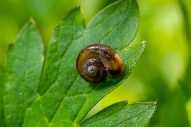 Oxychilus alliarius, yaygın olarak sarımsaklı salyangoz ya da sarımsaklı cam salyangoz olarak bilinir..