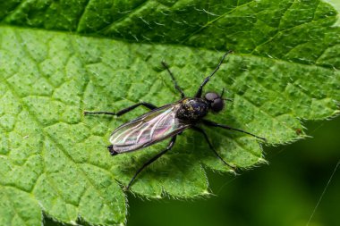 Bibio-Marci, Bibionidae familyasından Mart sinekleri ve aşk böcekleri adında bir sinek türü. Bu böceklerin larvaları toprakta ve zarar görmüş bitki köklerinde yaşar..
