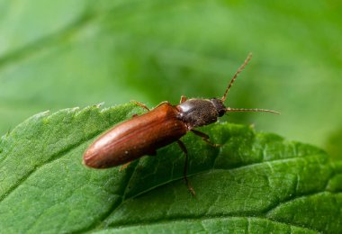 Kahverengi kıllı bir böcek, Athous hemoroidalis, ormanda yeşil bir yaprağın üzerinde oturuyor..