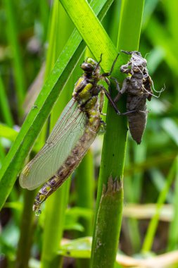Larva yusufçuğu gri kabuğu. Gomphus vulgatissimus 'un Nymphal Exuvia' sı. Exuvia 'dan sarkan beyaz iplikler trakeae çizgileri. Exuviae, kuru dış kaplama çimen yaprağı üzerinde.