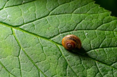 Oxychilus alliarius, yaygın olarak sarımsaklı salyangoz ya da sarımsaklı cam salyangoz olarak bilinir..