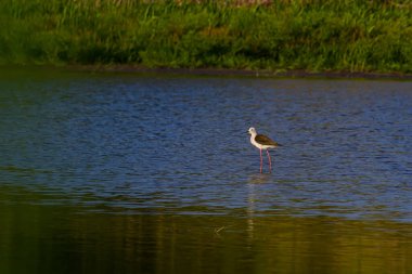 Şirin uzun bacaklı kuş. Renkli doğa arka planı Kara kanatlı Stilt Himantopus himantopus.