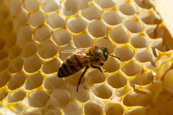 Красивые Соты Пчелами Крупным Планом Рой Пчел Ползает Расческам Собирая — стоковое фото
