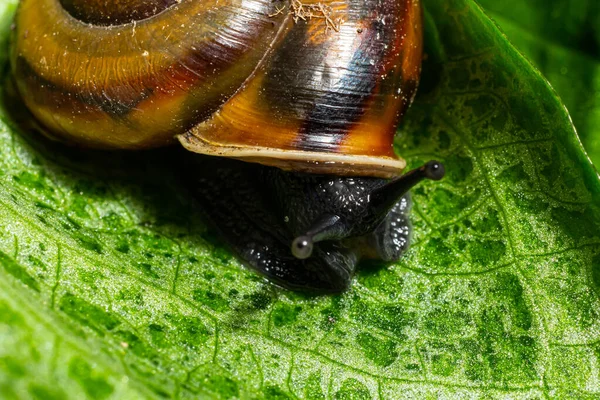 Oxychilus Alliarius Communément Appelé Escargot Ail Escargot Verre Ail — Photo