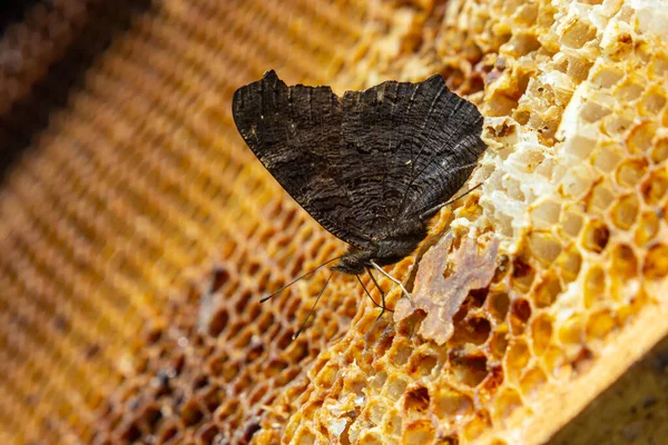 Pillangó Csalánkiütés Méhecskéken Közelről Méhészet Pillangó Méhkaptárból Származó Mézzel Táplálkozik — Stock Fotó