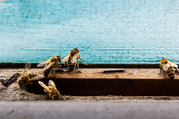 Group Bees Beehive Flight Wooden Beehive Bees Bees Fly Out — Stock Photo, Image