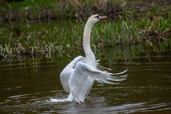 Němá Labuť Cygnus Zbarvená Vodě Malé Řeky Krásný Bílý Pták — Stock fotografie