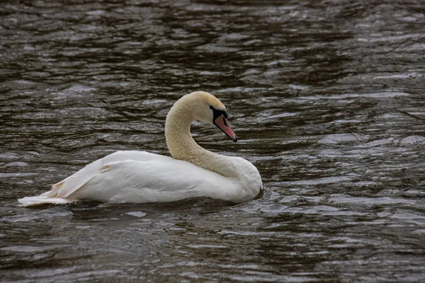 沉默的天鹅在一条小河的水面上涂上了天鹅绒的颜色 一只漂亮的白鸟 — 图库照片