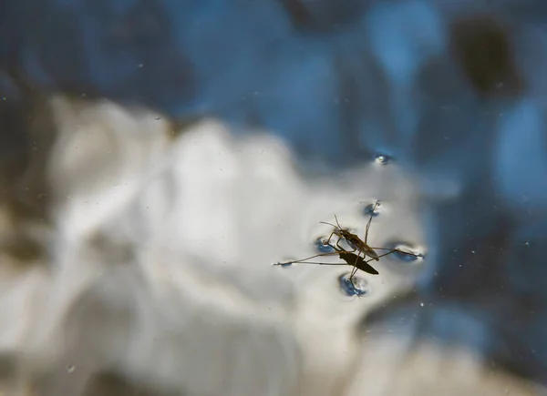 Insect Gerris Lacustris Bekend Als Gewone Vijverschaatser Gewone Waterschaatser Een — Stockfoto
